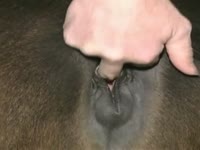 Animal sex toy got fucked in the ass